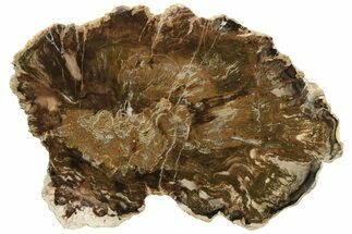 Unusual Petrified Wood Slab From Madagascar #235393