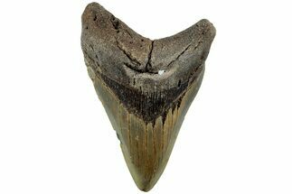 Serrated, Fossil Megalodon Tooth - North Carolina #235455