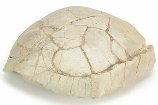 Oligocene Fossil Tortoise (Stylemys) - South Dakota #235563