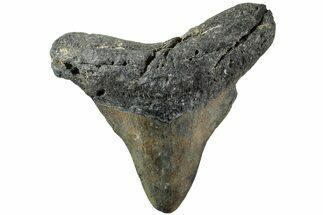 Bargain, Fossil Megalodon Tooth - North Carolina #234759