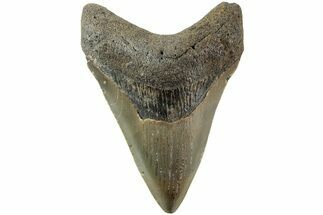 Serrated, Fossil Megalodon Tooth - North Carolina #235440