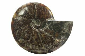 Polished Fossil Ammonite (Cleoniceras) - Madagascar #234615