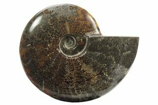 Polished Fossil Ammonite (Cleoniceras) - Madagascar #234616