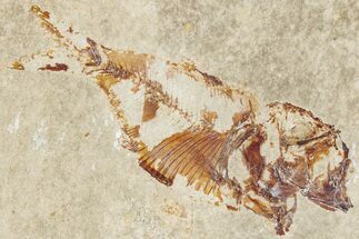 Cretaceous Fossil Fish (Armigatus) - Lebanon #235575