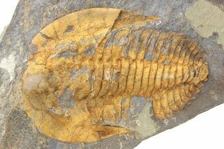 Cambropallas Trilobite With Pos/Neg - Jbel Ougnate, Morocco #235789