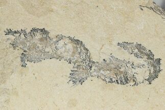 Two Cretaceous Fossil Shrimp - Lebanon #236026