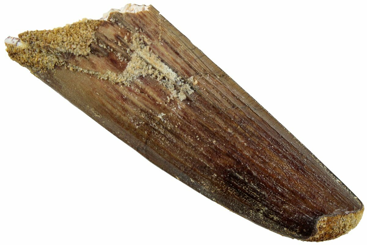 1-96-fossil-spinosaurus-tooth-real-dinosaur-tooth-235912-for-sale