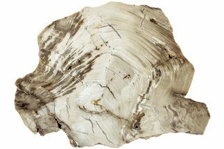 Polished Oligocene Petrified Wood (Pinus) - Australia #221131