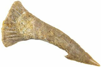 Fossil Sawfish (Onchopristis) Rostral Barb - Morocco #236110