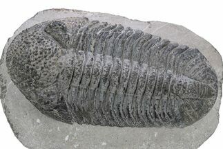 Large, Prone Drotops Trilobite - Mrakib, Morocco #235801