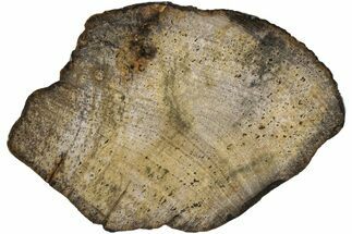 Polished Petrified Wood (Legume) Slab - Texas #236139