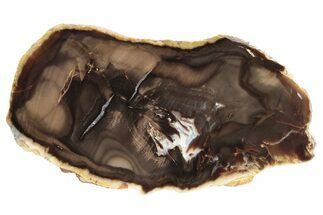 Polished Petrified Cherry Wood Slab - Nevada #236152