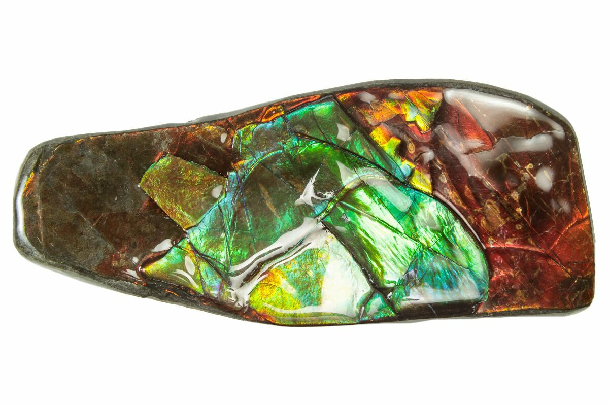 2 38 Iridescent Ammolite Fossil Ammonite Shell Alberta Canada 2-38-iridescent-ammolite-fossil-ammonite-shell-alberta-canada