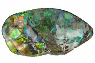 Green & Blue Ammolite (Fossil Ammonite Shell) - Alberta #236406