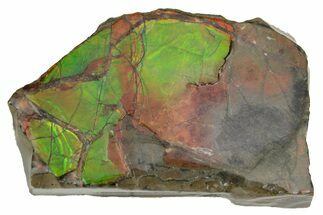 Iridescent Ammolite (Fossil Ammonite Shell) - Alberta #236415