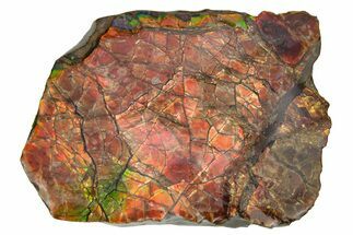 Fiery Red Ammolite (Fossil Ammonite Shell) - Alberta #236423