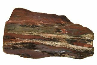 Polished Petrified Tropical Hardwood Slab - Texas #236522