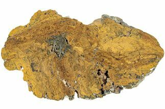 Polished Petrified Fern Slab - Texas #236475