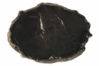 Triassic Petrified Wood (Conifer) Round - Utah #236556