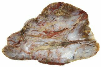 Colorful, Agate Replaced Petrified Wood Slab - Texas #236507