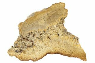 Polished Petrified Palmwood (Palmoxylon) Slab - Texas #236592