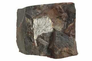 Fossil Ginkgo Leaf From North Dakota - Paleocene #236647