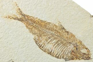 Detailed Fossil Fish (Knightia Alta) - Wyoming #236548