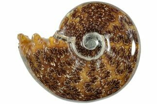 Polished Agatized Ammonite (Phylloceras?) Fossil - Madagascar #236622