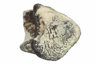 Fossil Crusher Shark (Ptychodus) Tooth - Kansas #218625