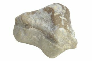 Fossil Crusher Shark (Ptychodus) Tooth - Kansas #218635