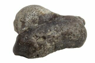 Fossil Crusher Shark (Ptychodus) Tooth - Kansas #218645