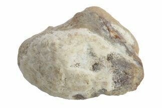 Fossil Crusher Shark (Ptychodus) Tooth - Kansas #218651