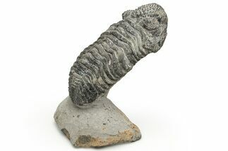 Drotops Trilobite With Exposed Hypostome - Mrakib, Morocco #235810