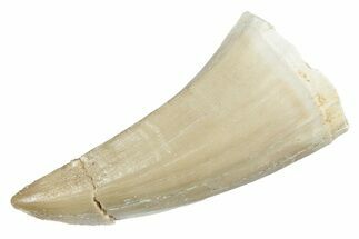 Fossil Mosasaur (Mosasaurus) Tooth - Morocco #237102