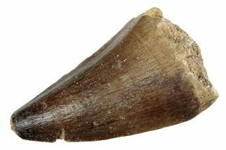 Fossil Mosasaur (Prognathodon) Tooth - Morocco #237112