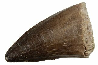 Fossil Mosasaur (Prognathodon) Tooth - Morocco #237167