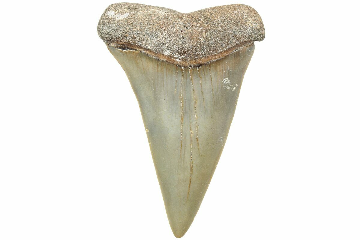 2.43" Fossil BroadToothed "Mako" Shark Tooth North Carolina (235209) For Sale