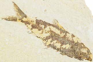 Fossil Fish (Knightia) - Green River Formation #237213