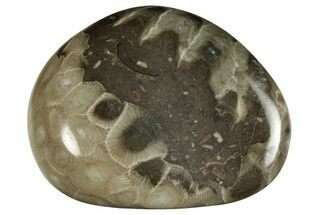 Polished Petoskey Stone (Fossil Coral) - Michigan #237306