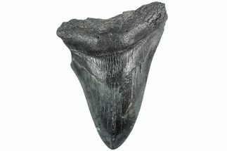 Fossil Megalodon Tooth - South Carolina #235708