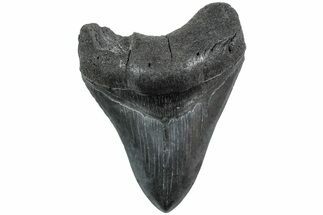 Fossil Megalodon Tooth - South Carolina #235714