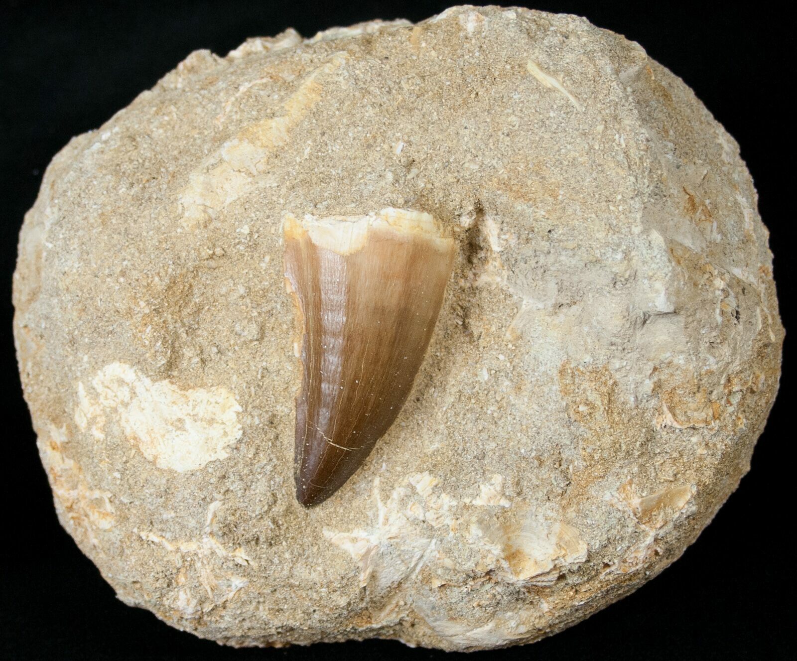 real mosasaur tooth