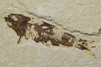 Bargain, Fossil Fish (Knightia) - Green River Formation #237225