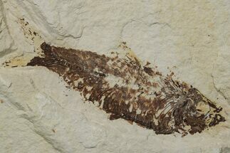 Fossil Fish (Knightia) - Green River Formation #237235