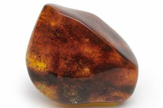 Polished Chiapas Amber ( grams) - Mexico #237386