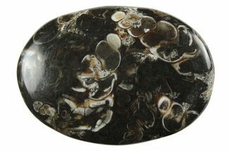Polished Fossil Turritella Agate Cabochon - Wyoming #237322