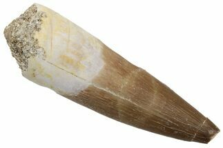 Fossil Plesiosaur (Zarafasaura) Tooth - Morocco #237471