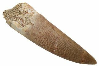 Fossil Plesiosaur (Zarafasaura) Tooth - Morocco #237569