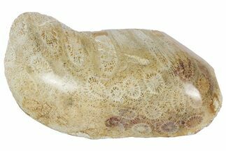 Polished Fossil Coral Head - Indonesia #237510