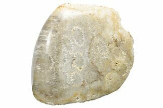 Polished Fossil Coral Head - Indonesia #237512